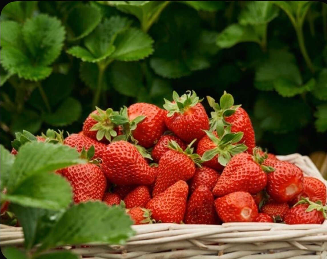 Клубника Мальвина