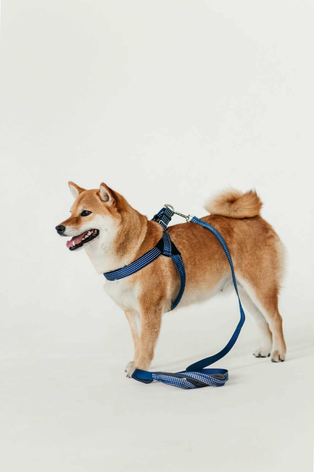 Шлейка нейлон "Премиум" светоотражающая с неопреновой подкладкой 25ммх62-74x74/84см синяя