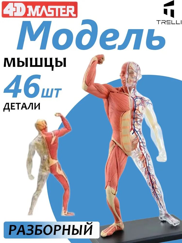 Модель человеческого тела / Развивающая игрушка / Может использоваться для обучения детей / Анатомия человека для детей