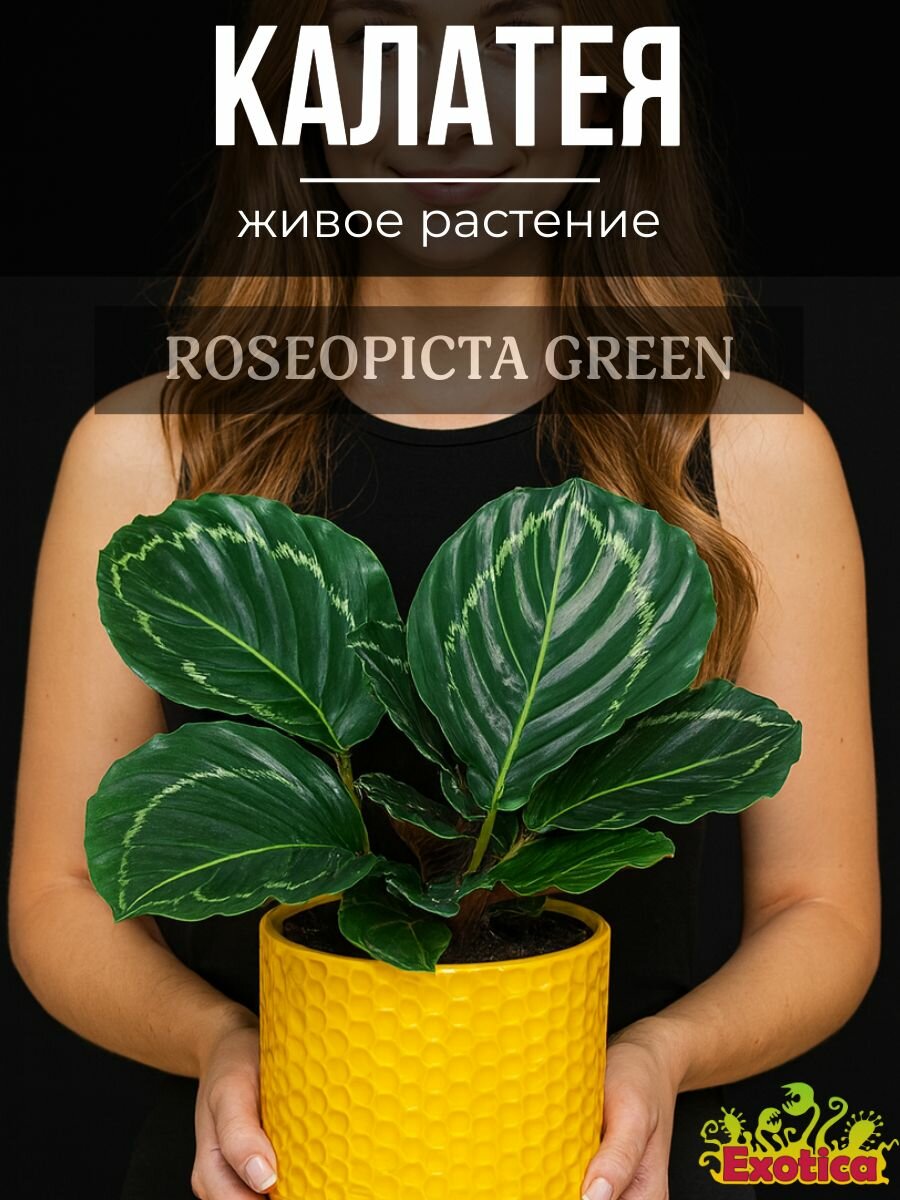 Калатея Розеопикта Грин  Calathea Roseopicta Green  D6см  растение в горшке