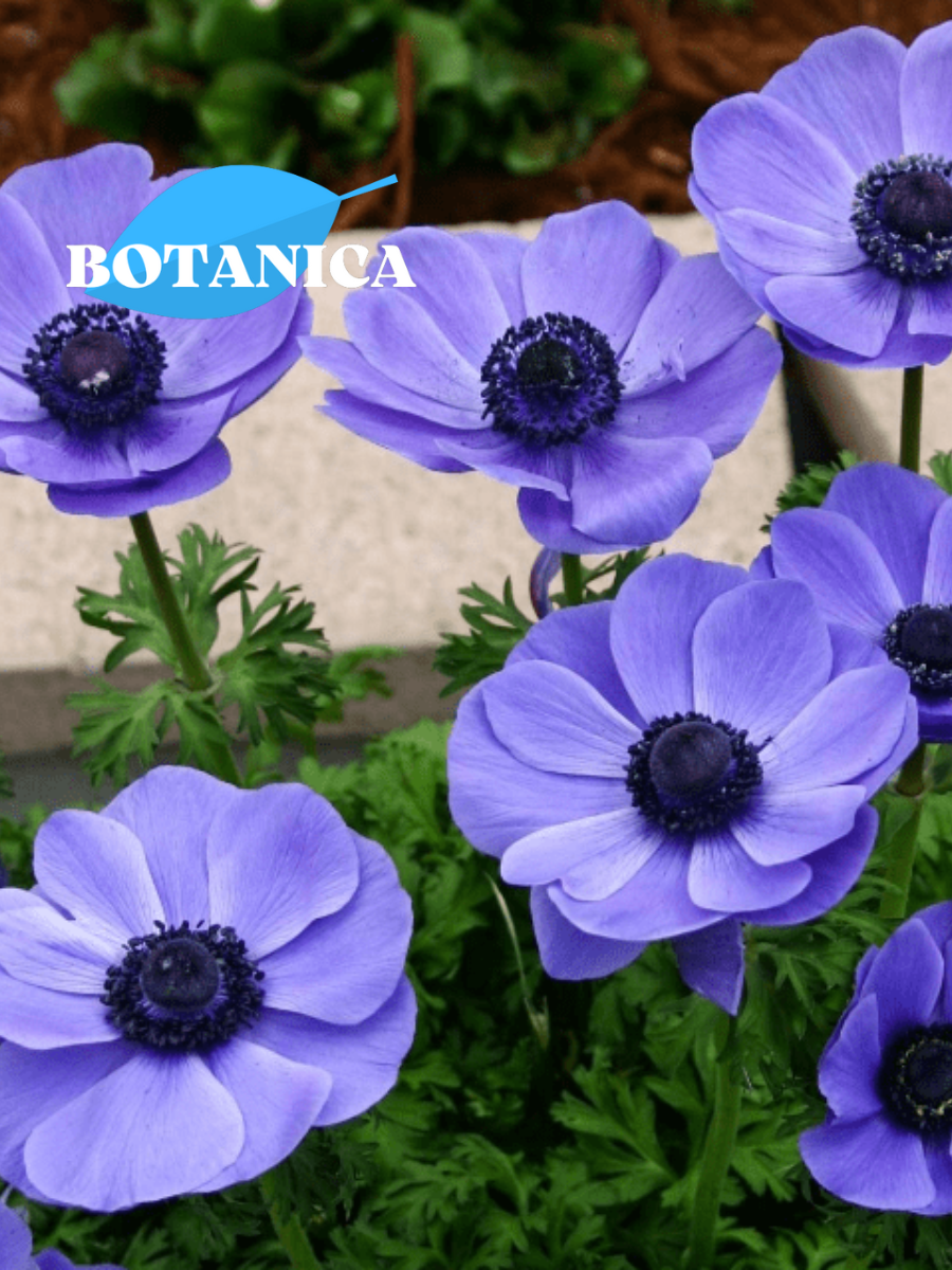 Луковицы цветов, botanica garden, анемоны мистр фоккер, 10 штук