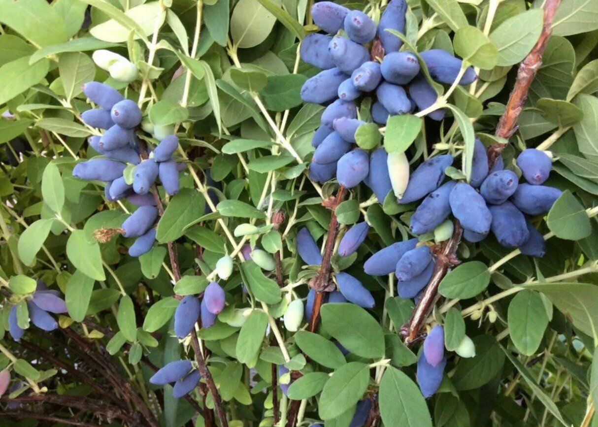 Жимолость Аврора сладкий морозоустойчивый (до -45С) сорт саженец 60-80 см С2 С5 возраст 25 года ЗКС