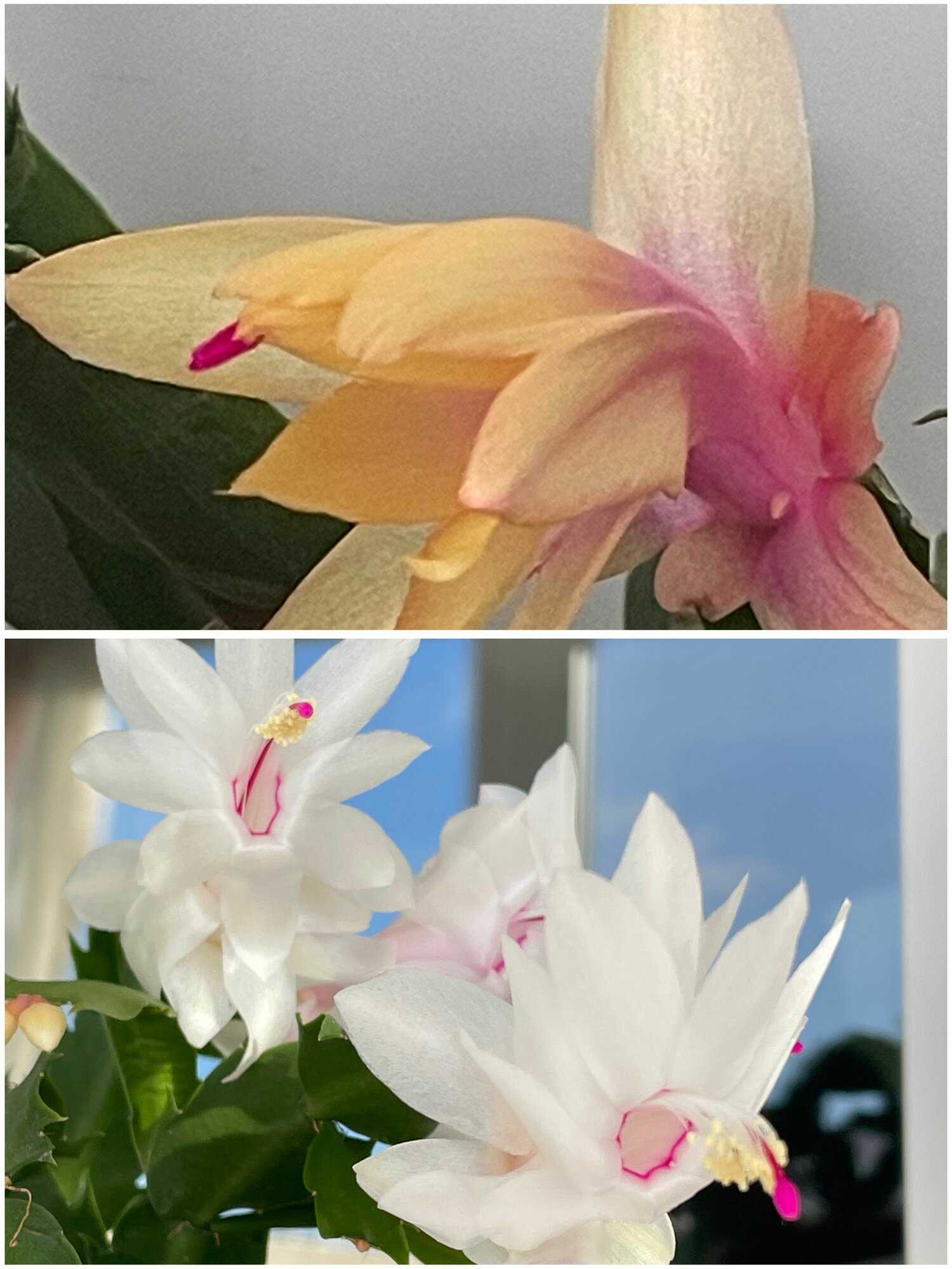 Декабрист Шлюмбергера микс белый/желтый