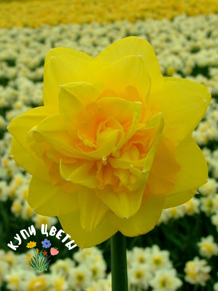 Луковицы цветов купи цветы Нарцисс SHERBORNE (3 луковицы)