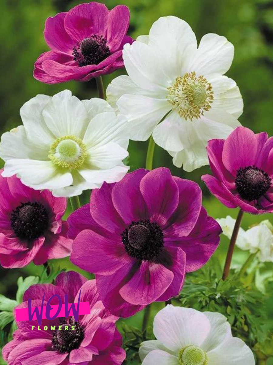 Луковицы цветов  WOW FLOWERS  Анемоны Кенди Микс ( 10 штук )