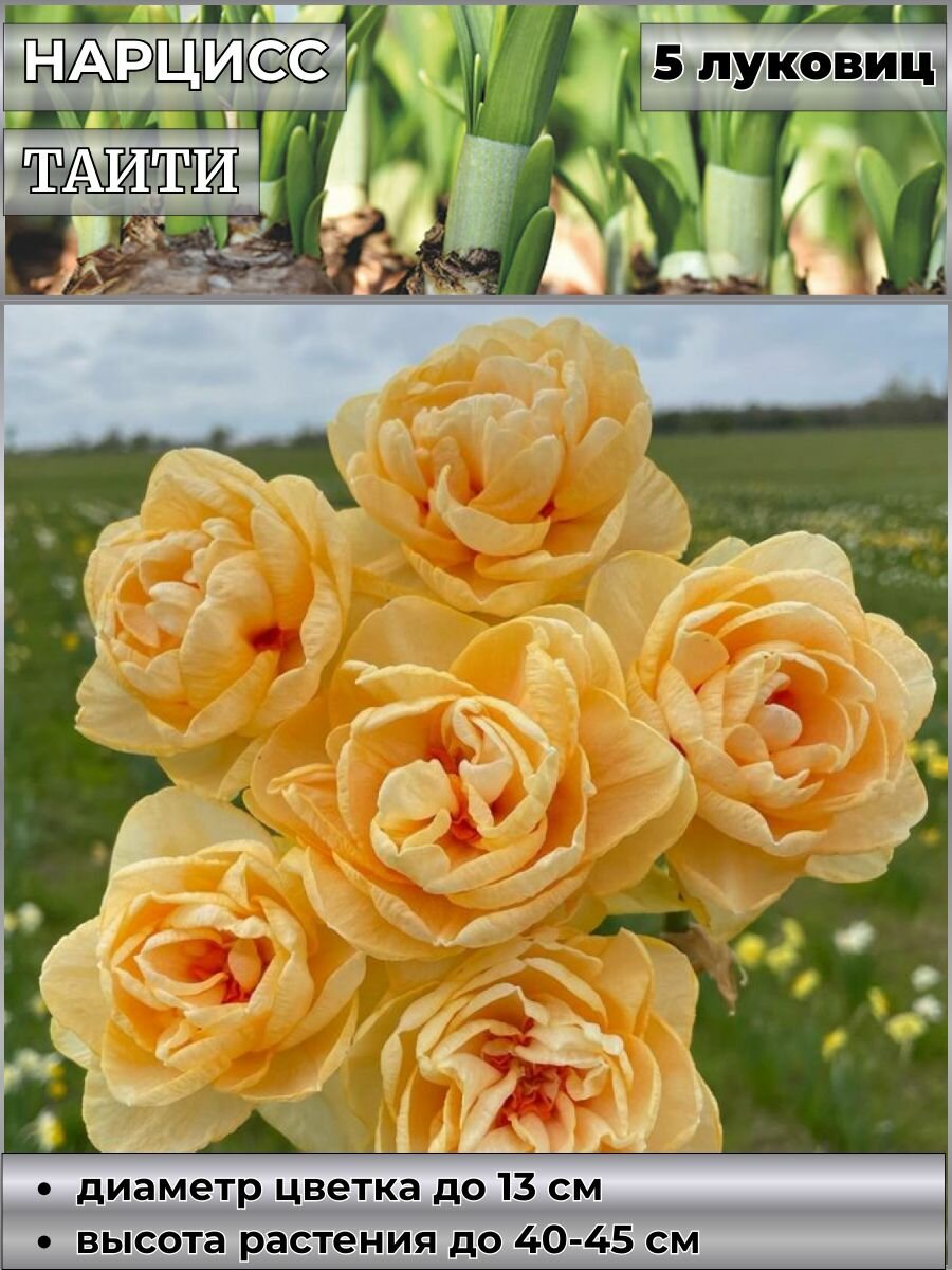 Нарцисс корончатый Акрополис блю луковицы 5 штук