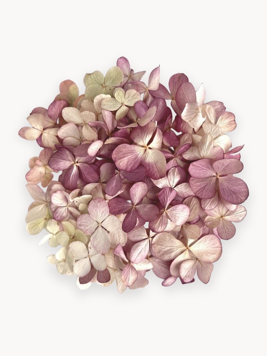 Сухоцветы гортензии для творчества и декора, около 50 шт, диаметр 2 см, стабилизированные цветы