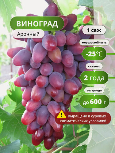 Изображение товара Виноград Арочный, винограда, столовый, раннеспелый, цвет розовый, 1 шт
