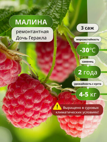 Изображение товара Малина ремонтантная "Дочь Геракла" / 3 шт, морозостойкий сорт