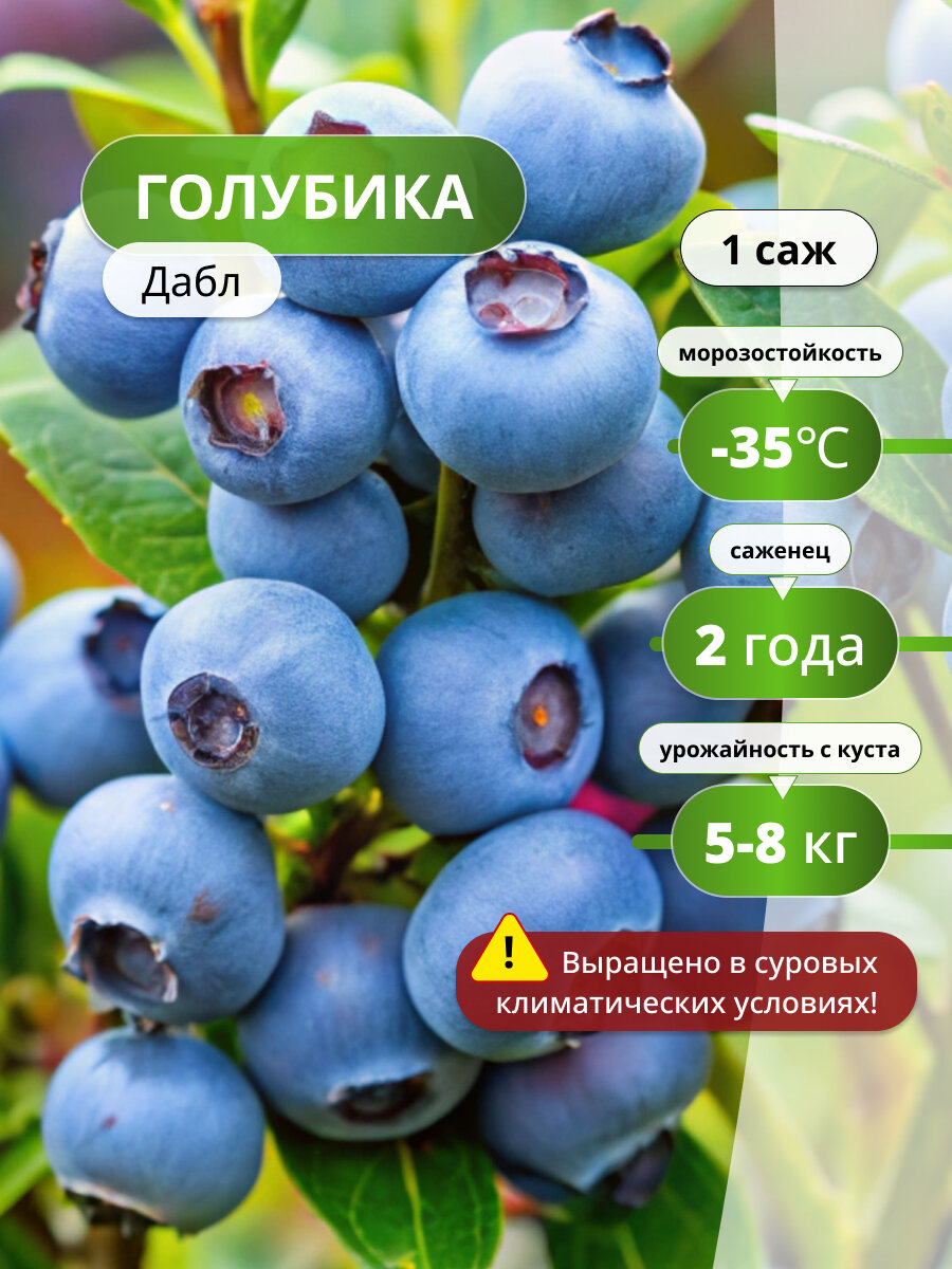 Голубика 