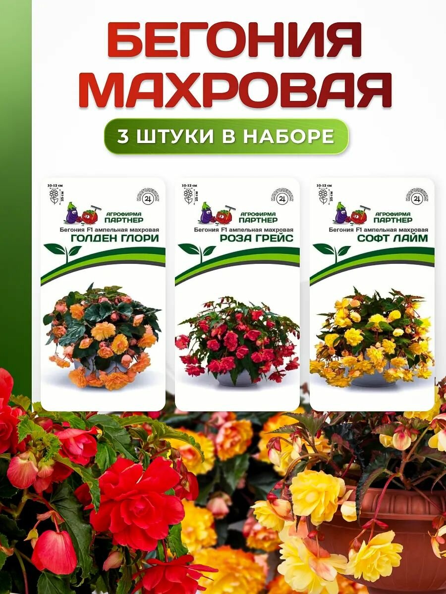 Набор семян: Бегония махровая - Голден глори Роза грейс Софт лайм