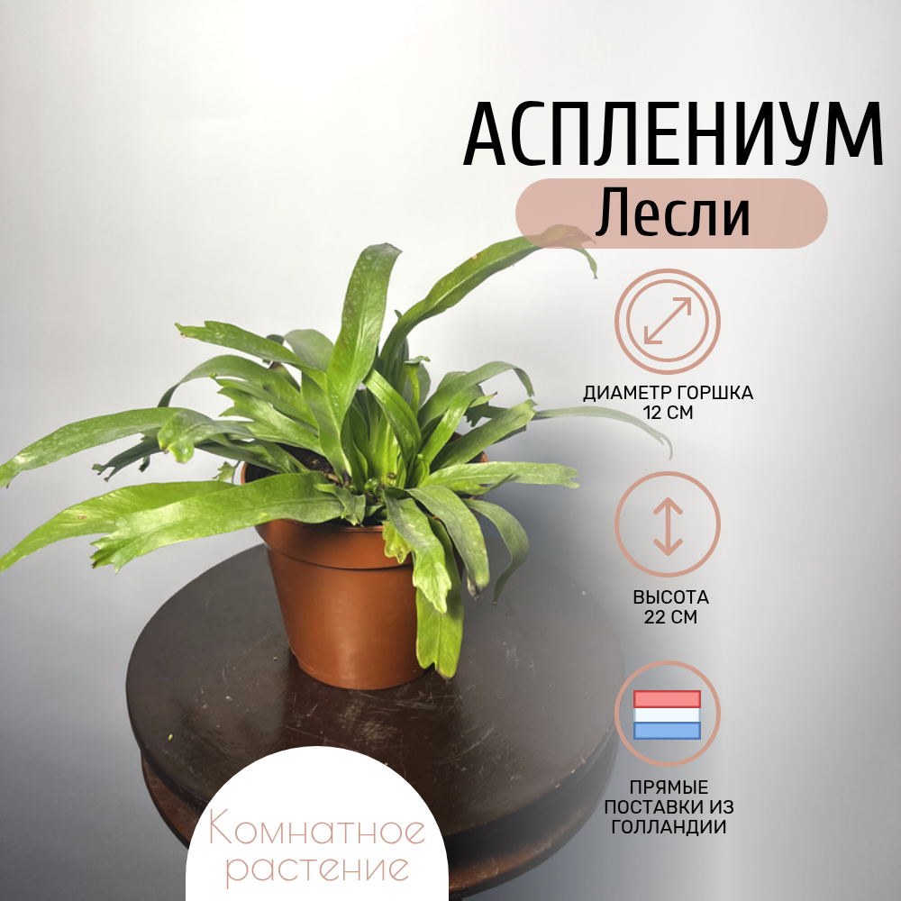 Комнатное растение 