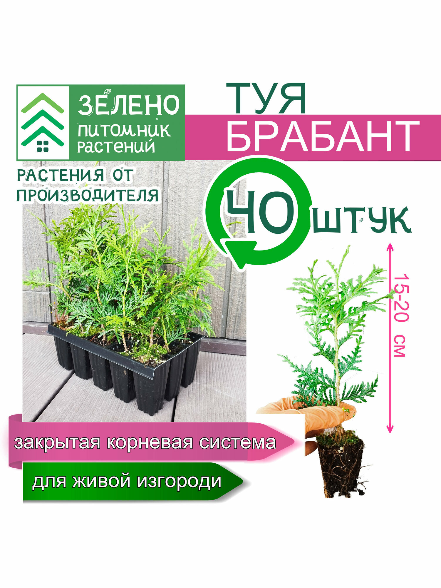 Туя Брабант 15-20 см 40 саженцев набор