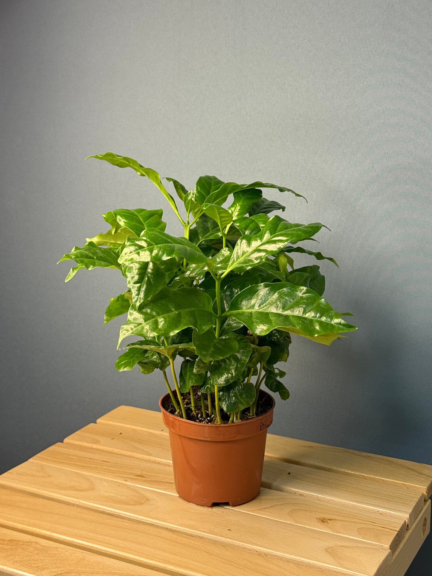 Кофейное дерево (Coffea arabica) — декоративное и ароматное комнатное растение для дома и офиса