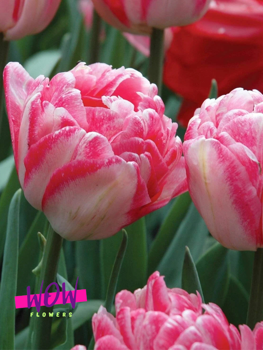 Луковицы цветов  WOW FLOWERS  Тюльпан Фокстрот  розовый  ( 5 штук )