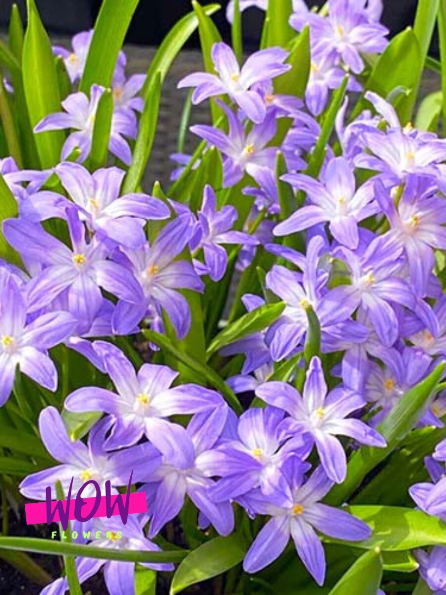 Луковицы цветов  WOW FLOWERS  Хионодокса Люции Виолет Бьюти  фиолетовые ( 10 штук )