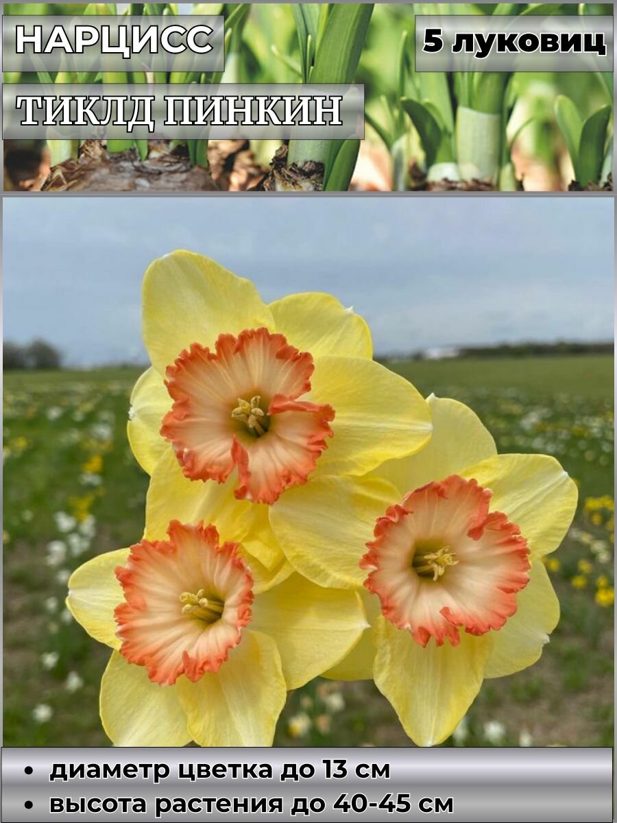 Нарцисс корончатый Акрополис блю луковицы 5 штук