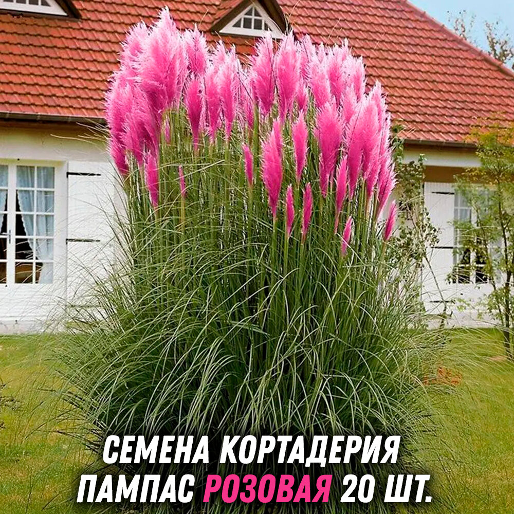 Кортадерия Пампас розовая семена 20 шт.