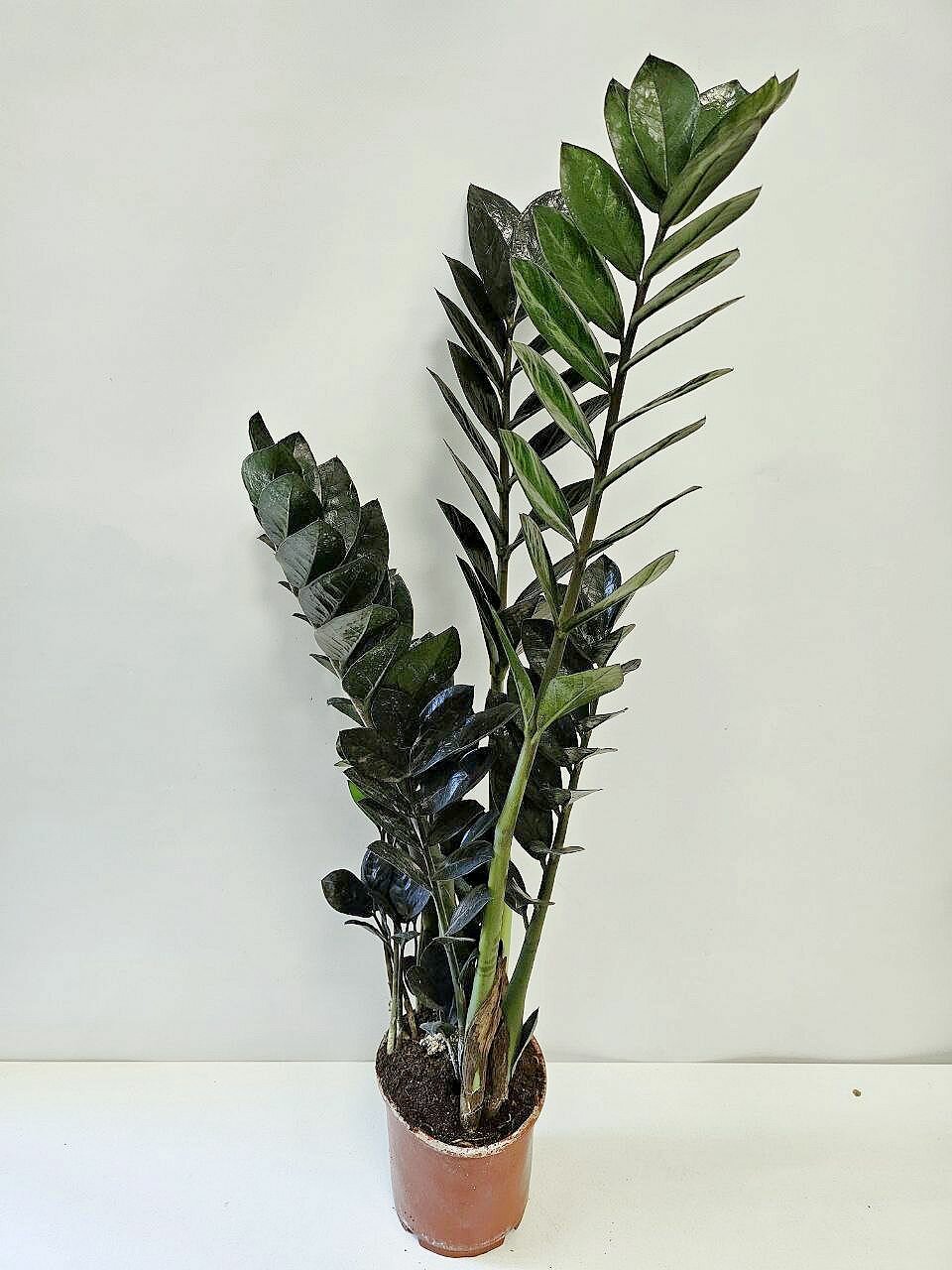 Замиокулькас Рейвен (Raven Black) черный в цветочном горшке диаметр горшка 14 см