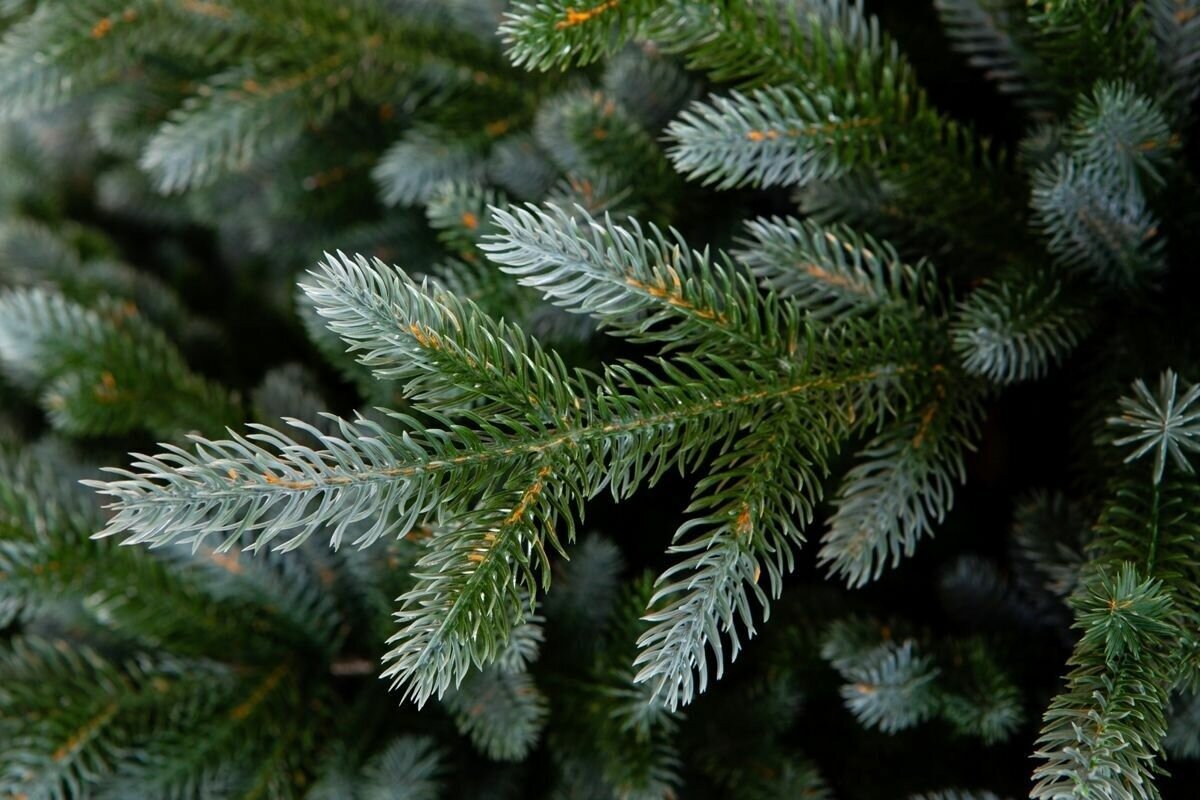 Елка искусственная новогодняя, изумрудная эдит , Crystal Trees, литая хвоя, 470 веточек, высота 150 см. — фото 1