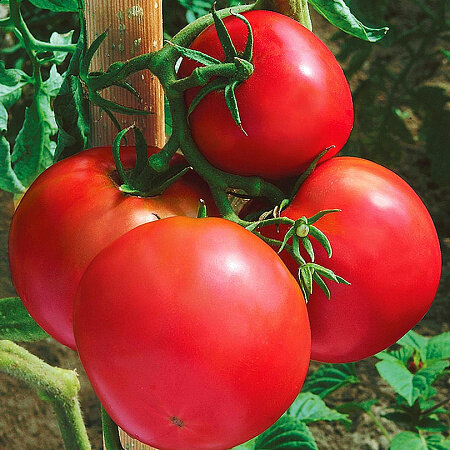 Томат Ермак 12шт  Сады России 