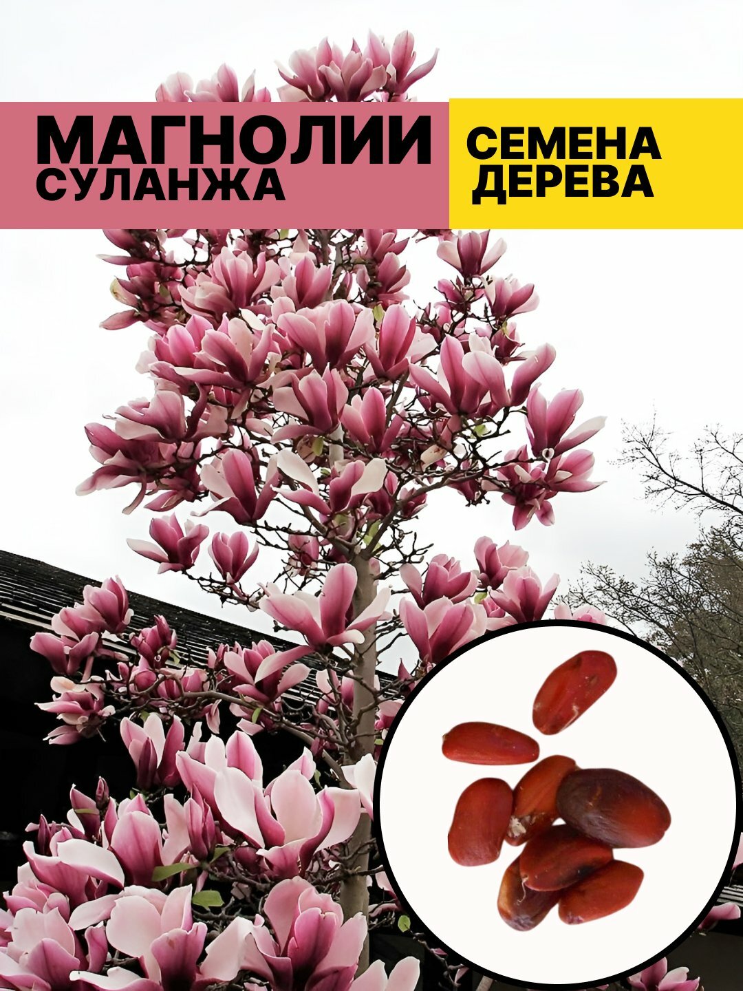 Магнолия Суланжа – листопадное дерево с гладкой корой, Магнолия гибридная