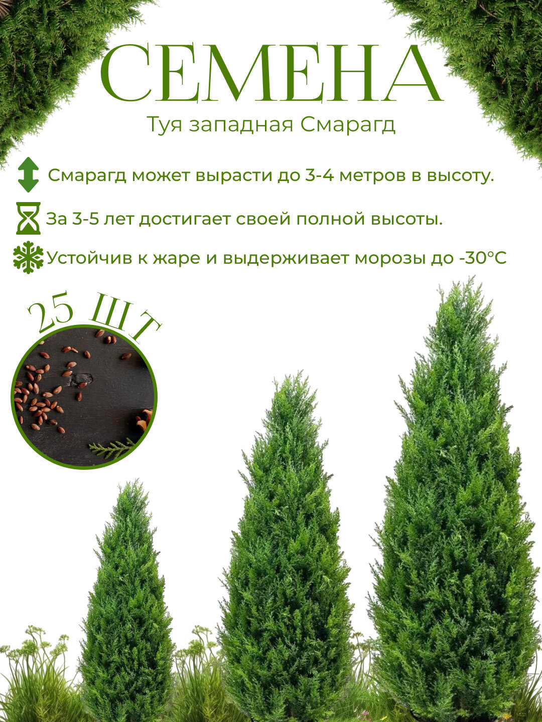 Туя смарагд западная семена около 25 шт Ёлки Иголки, Декоративный хвойник