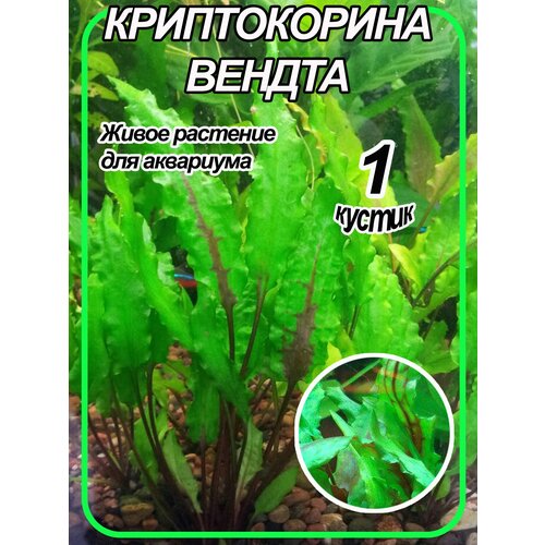 Криптокорина Вендта. Живое аквариумное растение. 1 кустик.