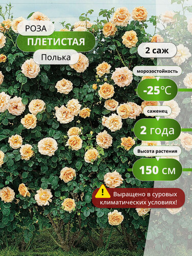 Изображение товара Роза плетистая "Полька", многолетняя, высота 300 см, 2 шт