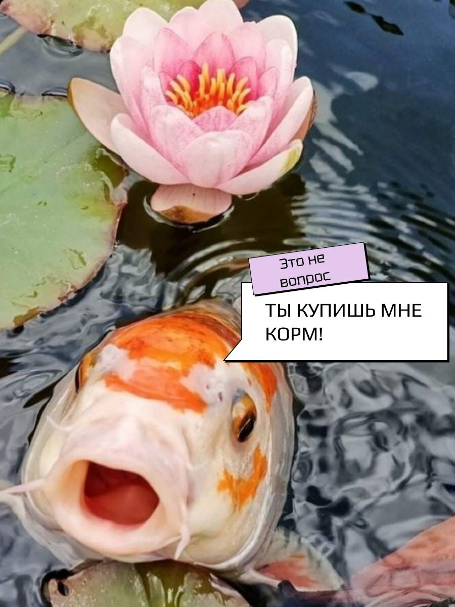Корм сухой Ямато, для карпов Кои 6мм, экструдированный, плавающий, витамины, минералы, 5 кг — фото 1