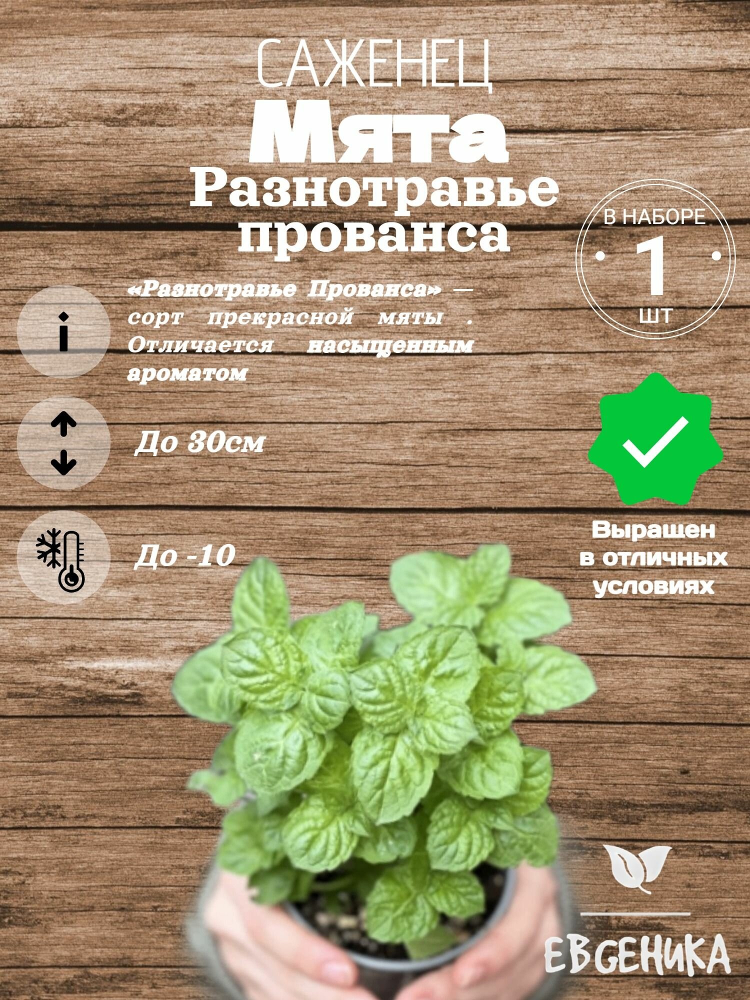 Мята Разнотравье прованса