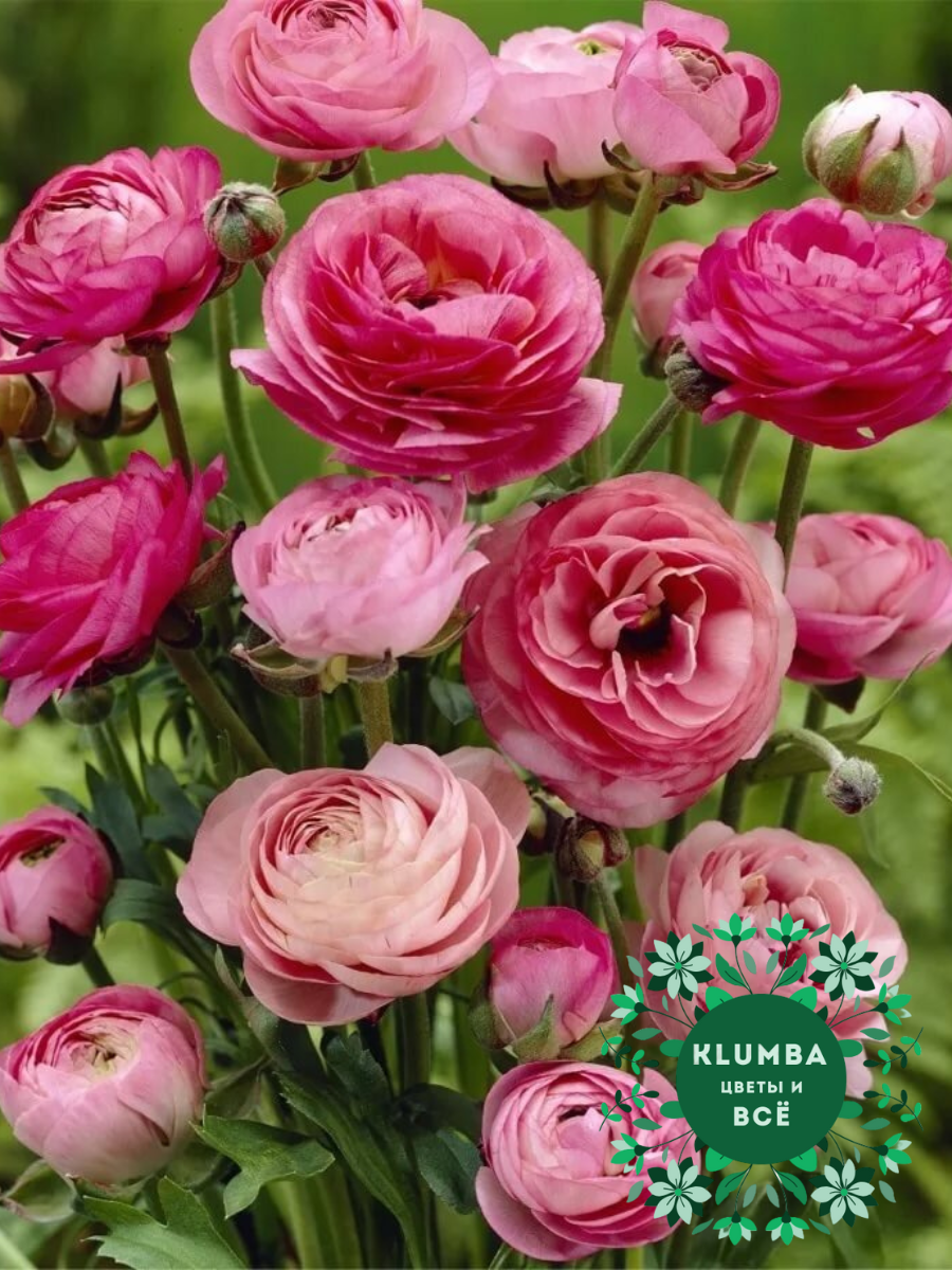 Луковицы цветов  Клумба  Луковицы Ранункулюс PINK ( 10 шт )