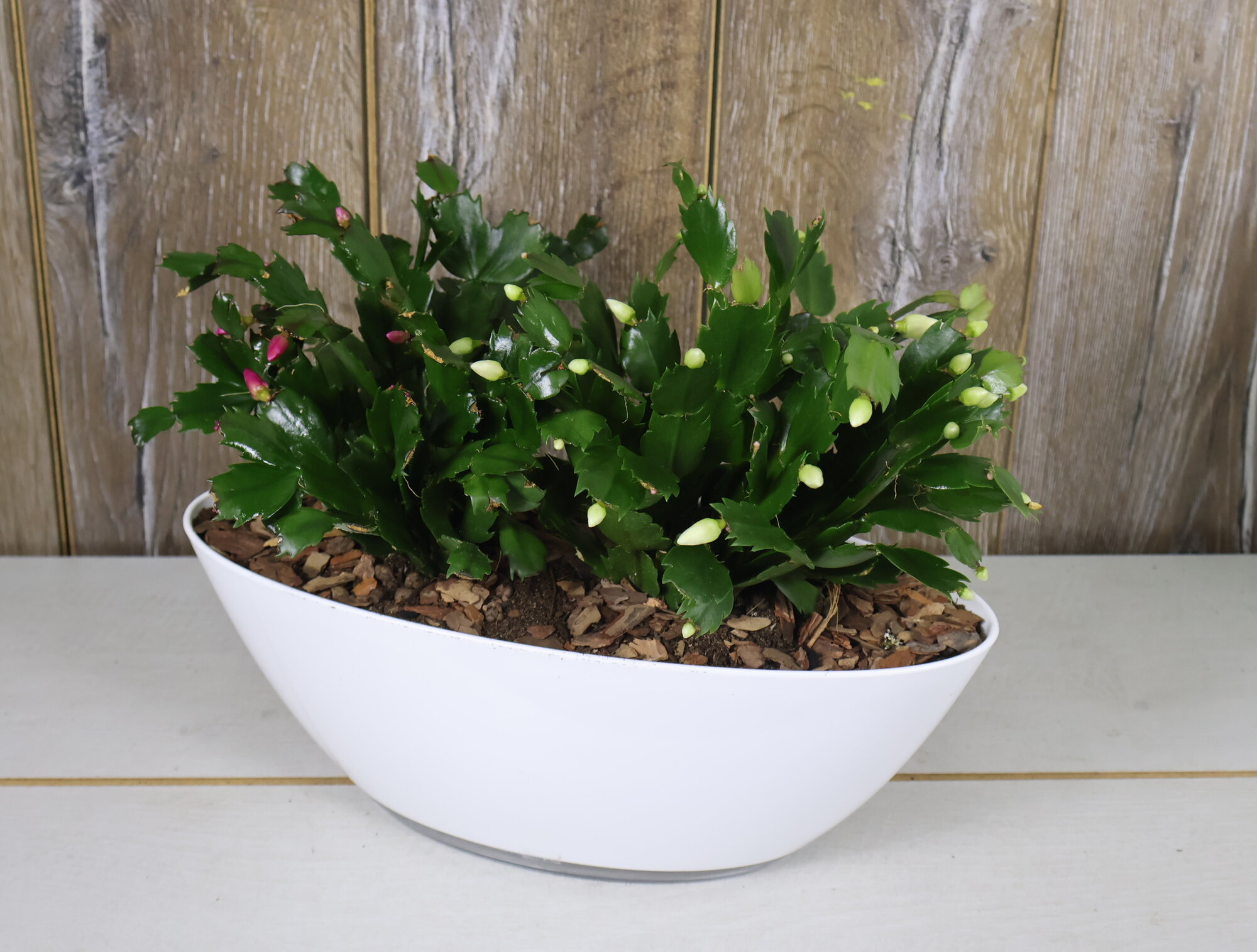 Шлюмбергера (Декабрист) микс в кашпо