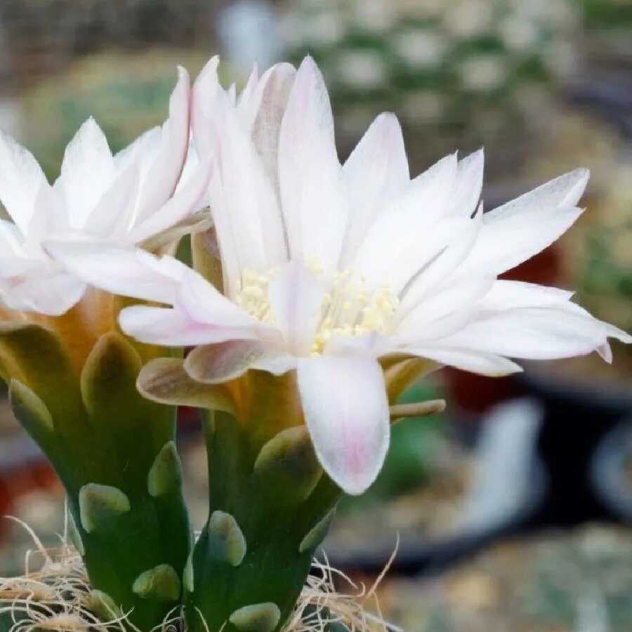 Семена Deodar SEEDS COMPANY Кактус Gymnocalycium bruchii VG-278 10 шт.
