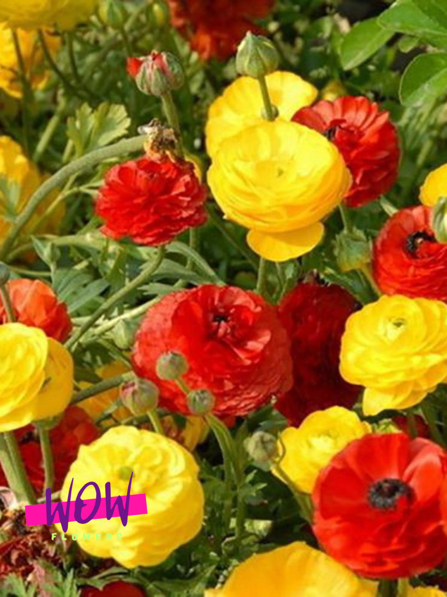 Луковицы цветов  WOW FLOWERS  Ранункулюс Красно-Желтый микс  ( 10 штук )