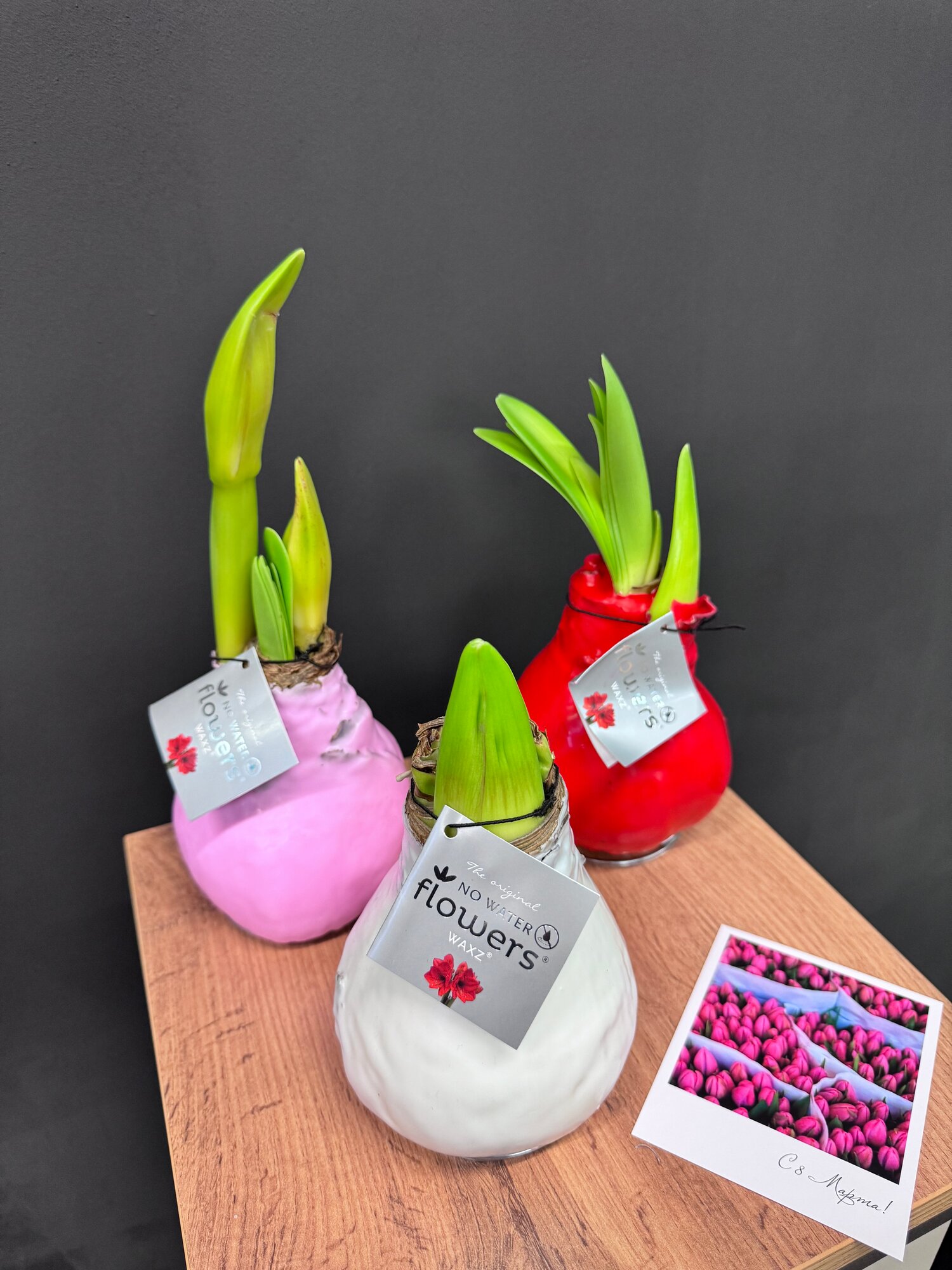 Амариллис AURA BUKET 