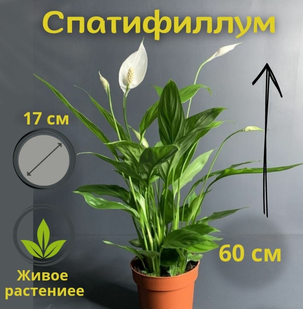 Спатифиллум 60 см живое растение