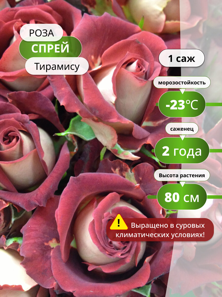 Роза спрей Тирамису, многолетняя, высота 80см, бордовая, коричнево-красная, 1 саженец