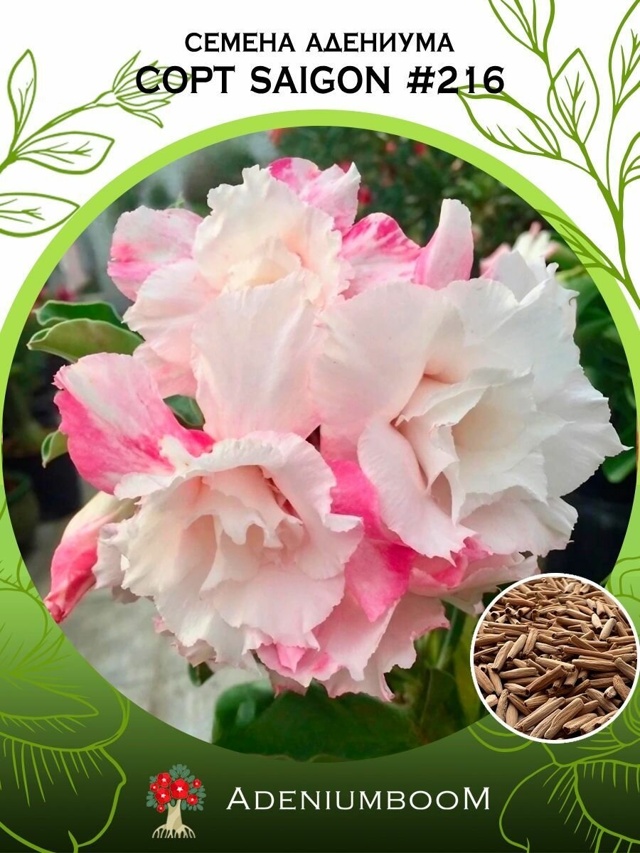 Семена Адениума Обесум от Saigon Adenium #216 (4шт.) /семена редких комнатных цветов, суккулентов многолетних, цветущих растений/AdeniumBoom