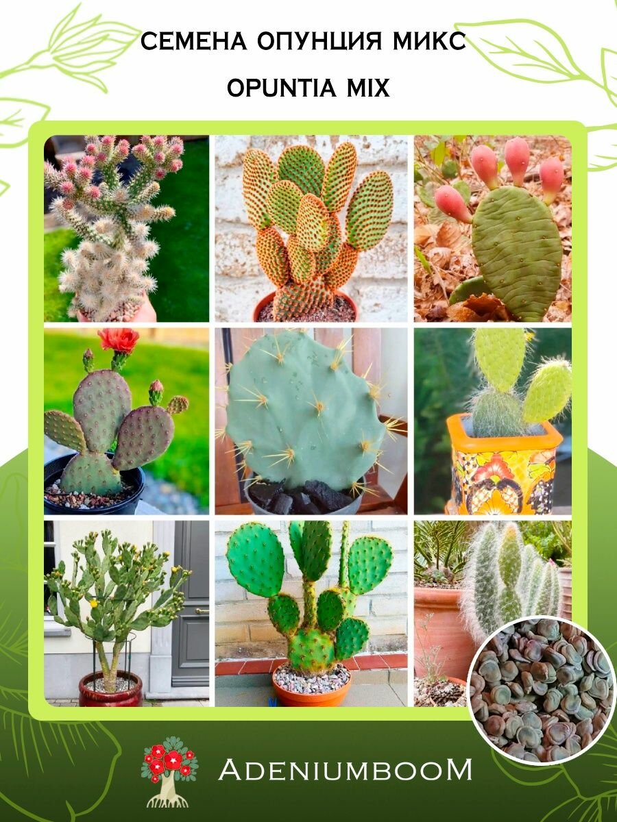 Семена Опунция Микс (5 шт.) /Opuntia Mix семена редких комнатных цветов суккулентов многолетних цветущих растений/AdeniumBoom