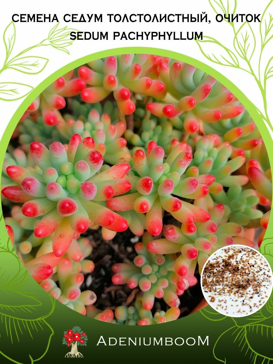 Семена Седум Толстолистный, Очиток (5 шт.) /Sedum Pachyphyllum, семена редких комнатных цветов, суккулентов многолетних, цветущих растений/AdeniumBoom