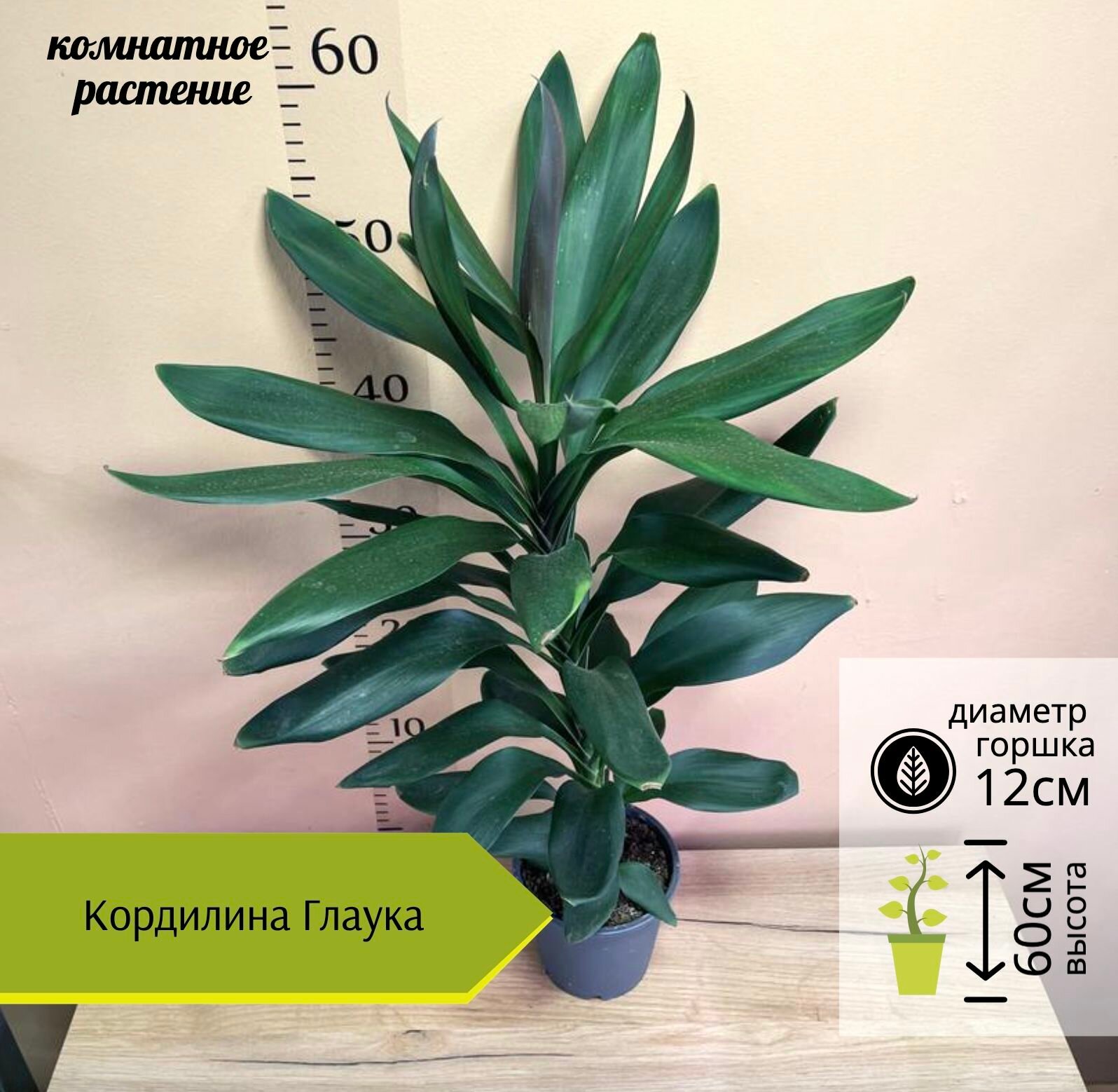 Кордилина Глаука D12см H60см 1шт Нидерланды