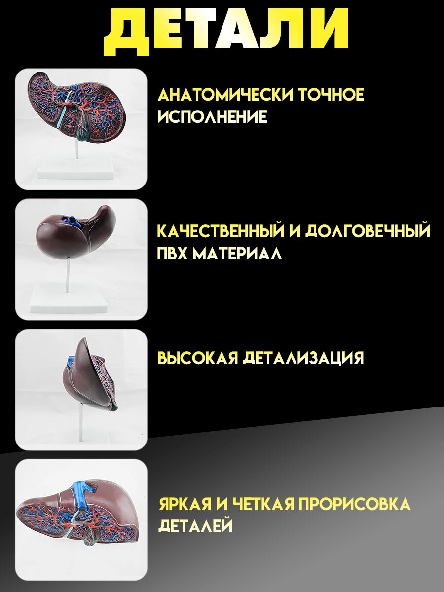 Анатомическая модель печени Retorsa, с подставкой, ПВХ, точная анатомия — фото 1