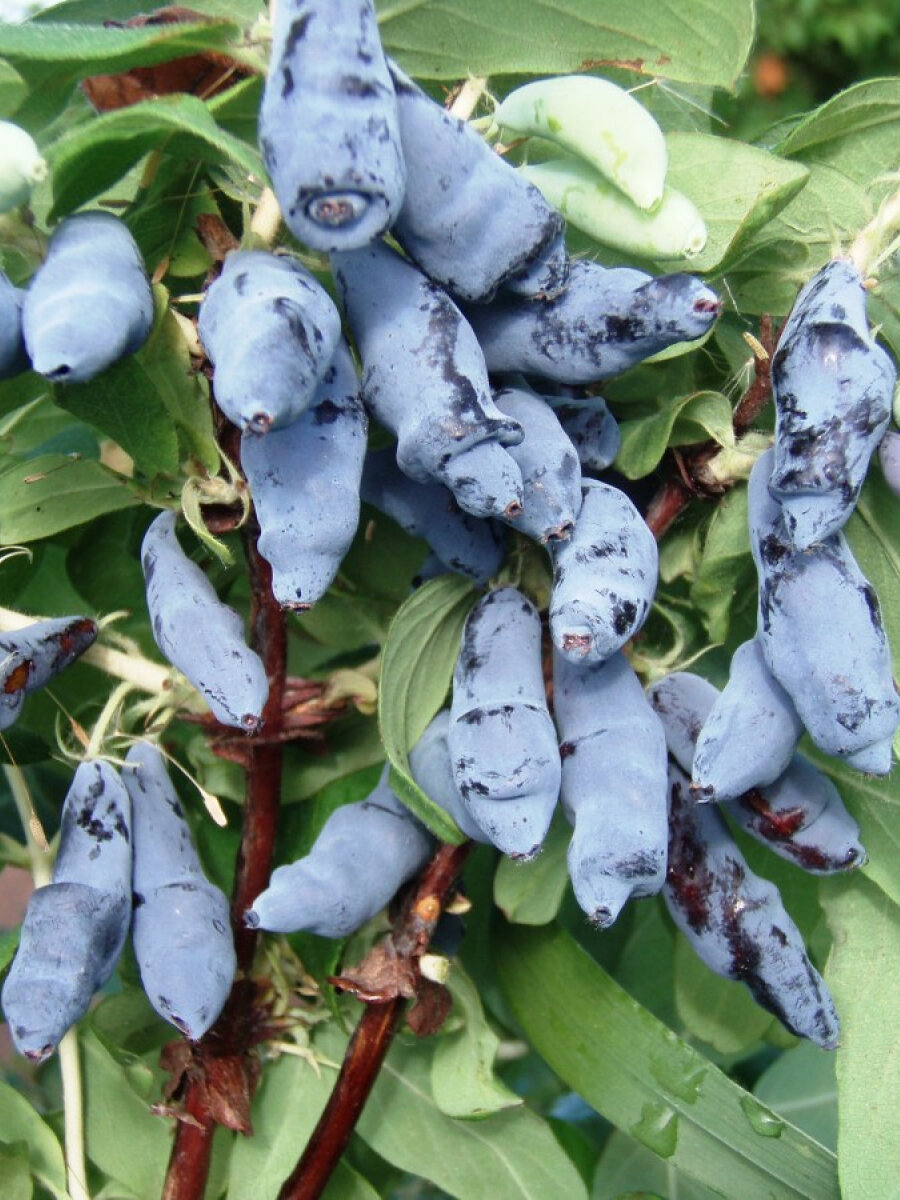 Жимолость Ленинградский великан многолетняя 15-2 года свет синий