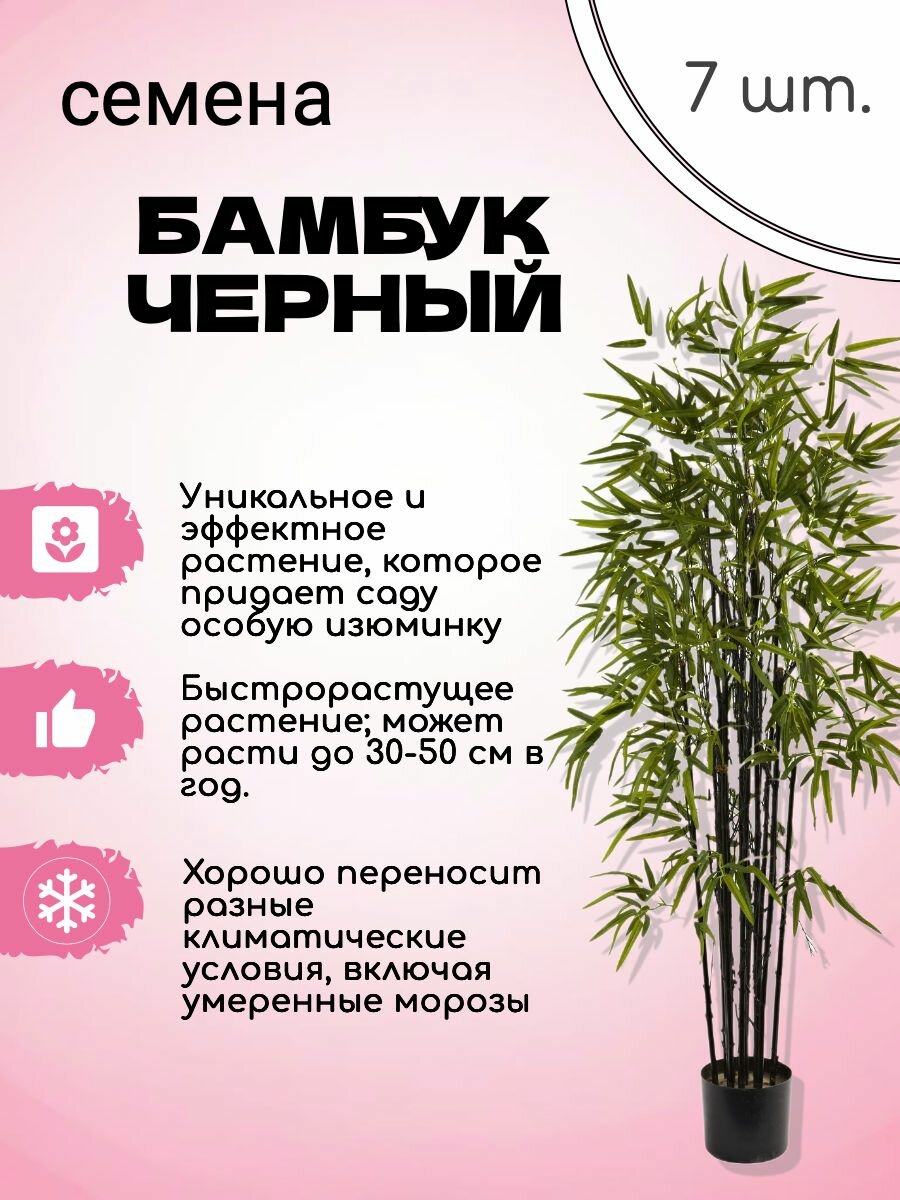 Черный Бамбук Семена 7 шт + подарок