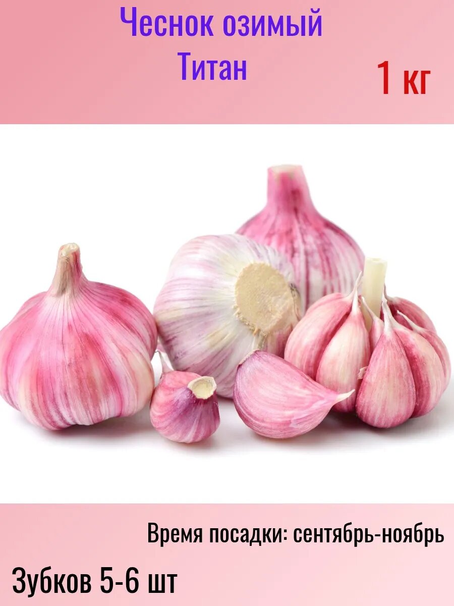 Чеснок озимый на посадку 1кг