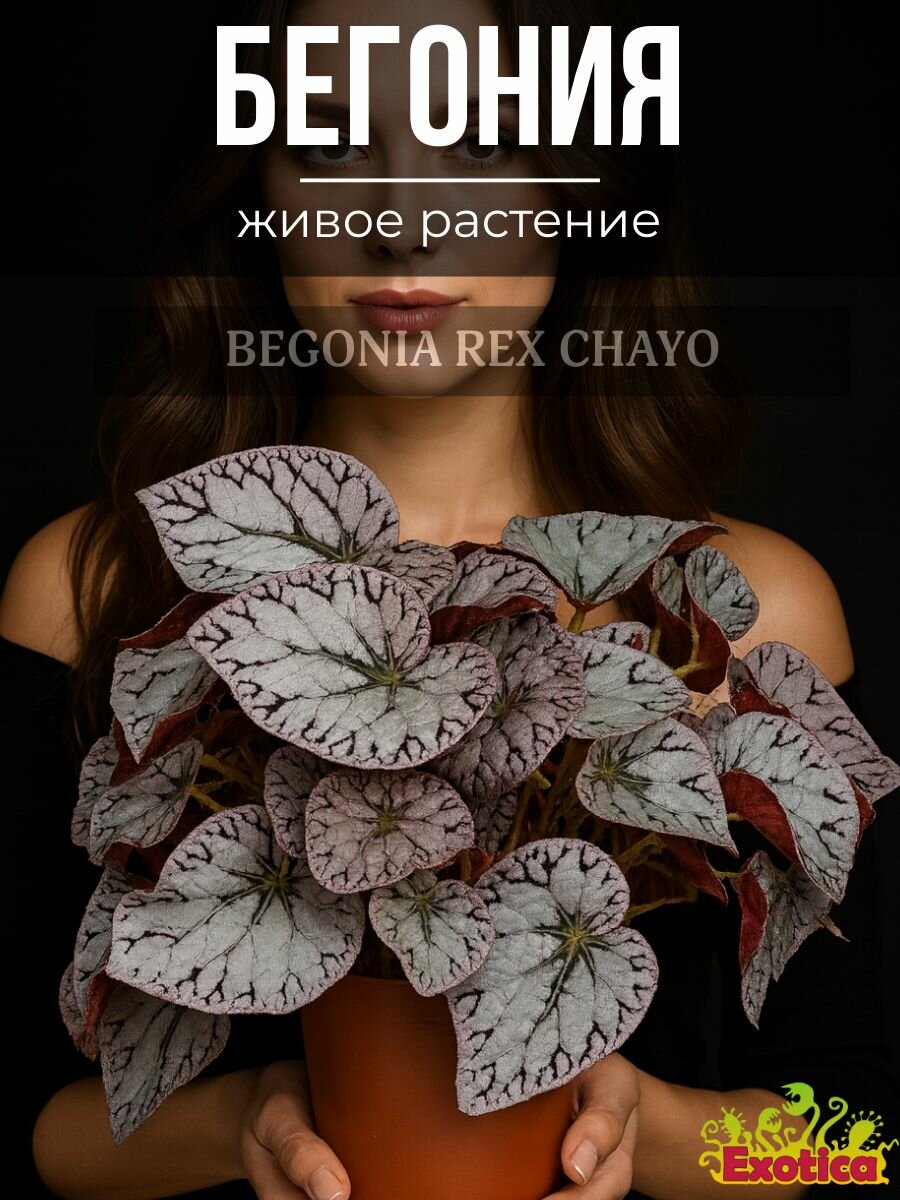 Бегония Рекс Чайо (Begonia Rex Chayo) D6см саженец