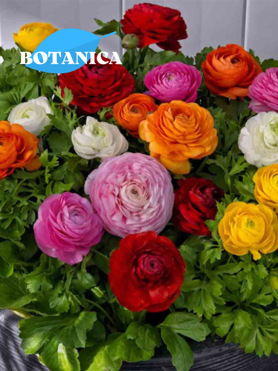 Луковицы цветов, botanica garden, ранункулюс микс окрасок, ( 10 штук )