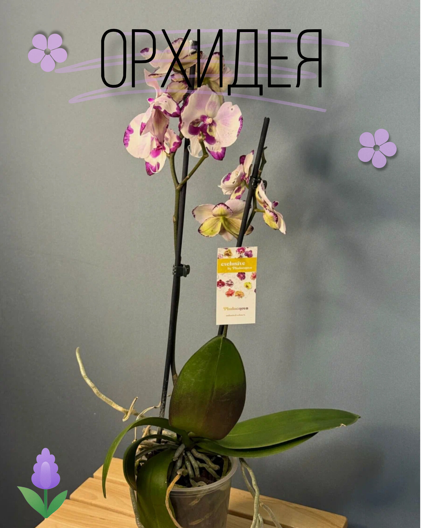 Орхидея Фаленопсис Миди 2 цветоноса (Phalaenopsis) — нежность и изящество в каждом лепестке