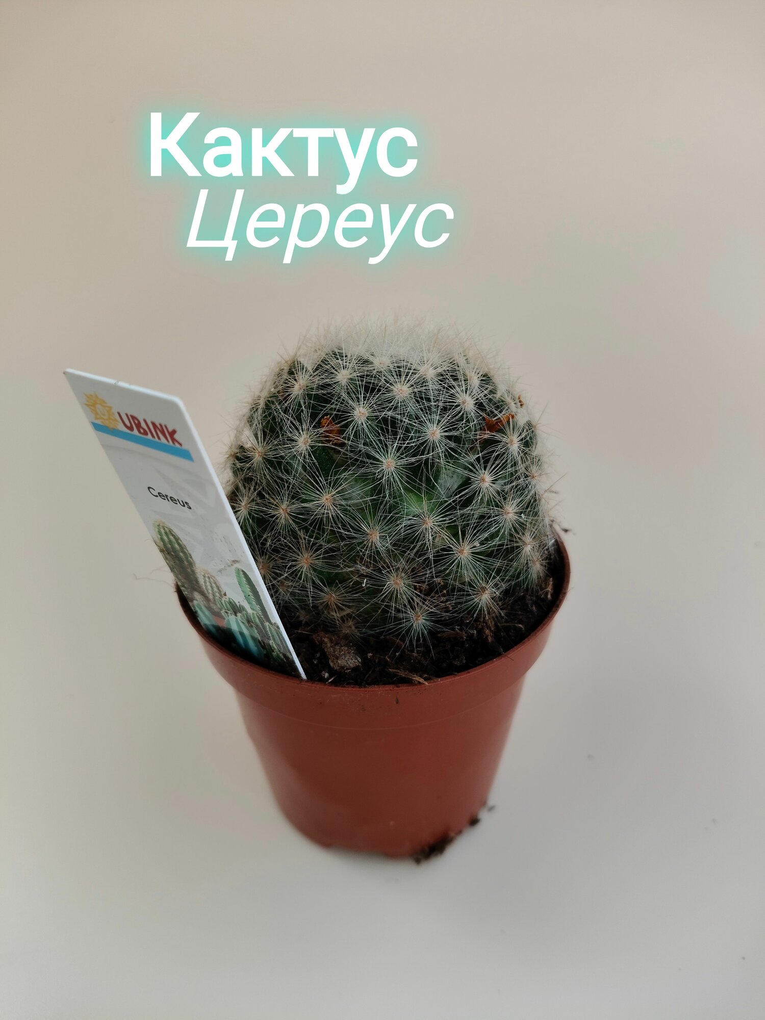 Кактус Цереус - Живое комнатное растение Суккулент столбчатый декор для дома и офиса крупный неприхотливый